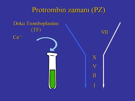 protrombin zamanı koagülometre düşüklüğü